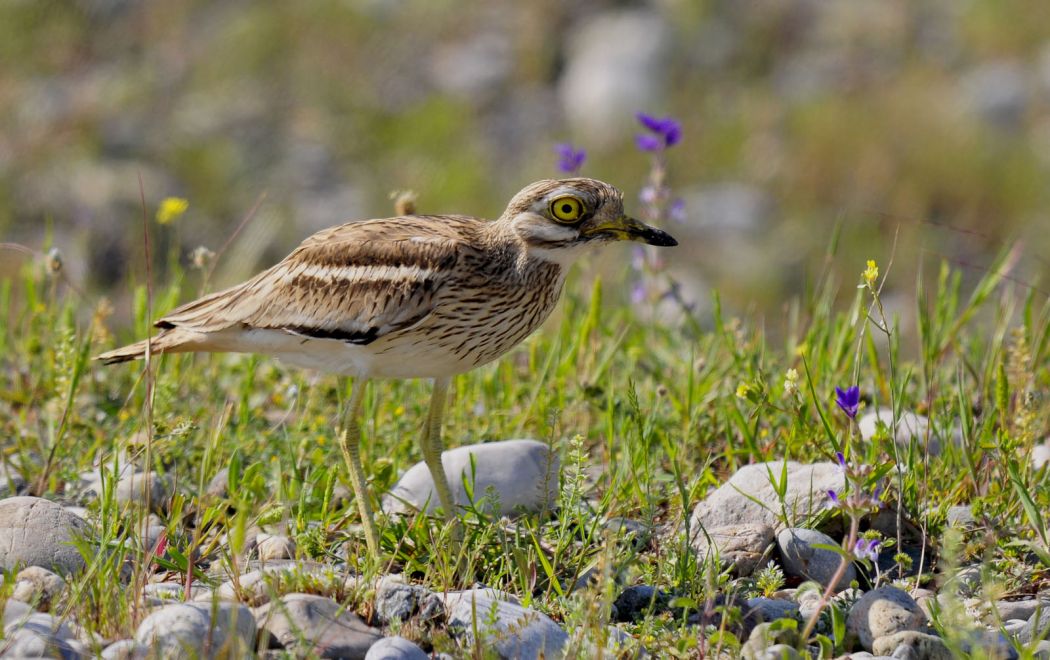 Eurasian Stone-curlew
