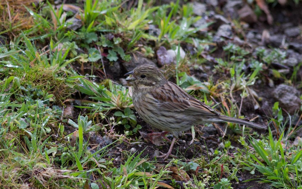 Cirl Bunting