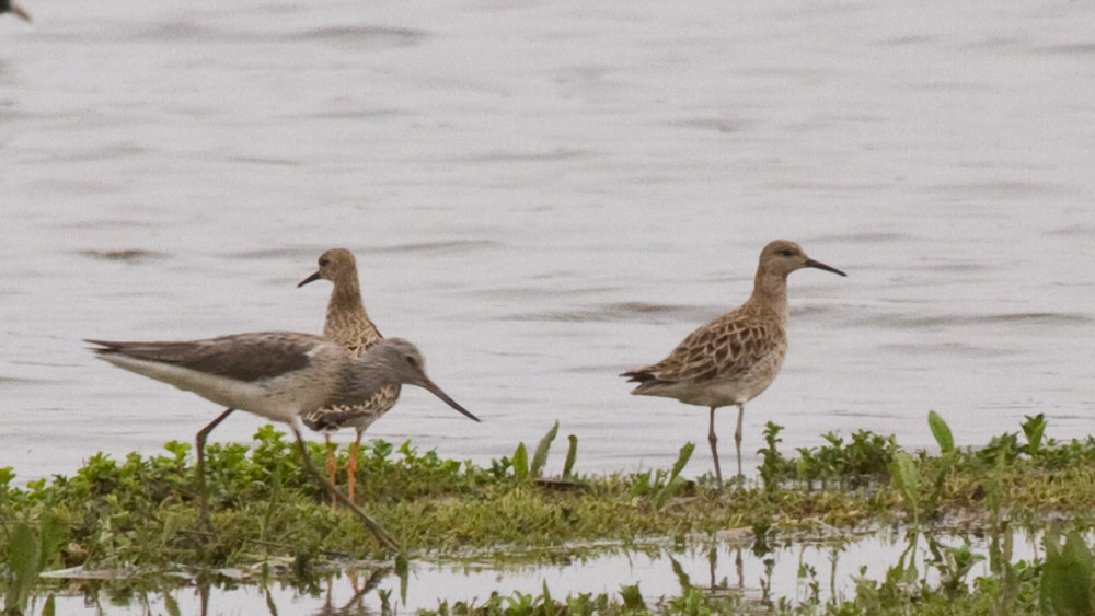Common Greenshank