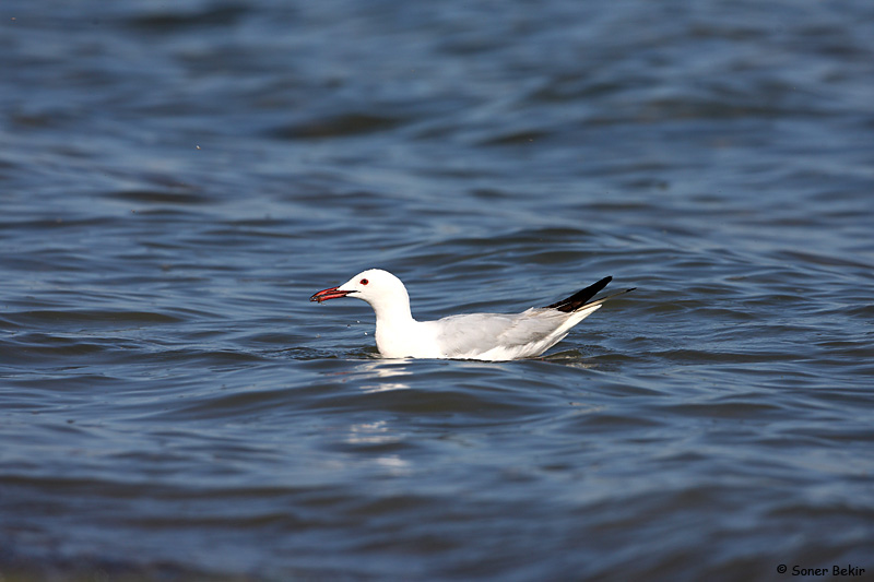 Slender-billed Gull