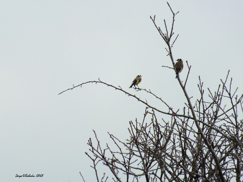 European Goldfinch