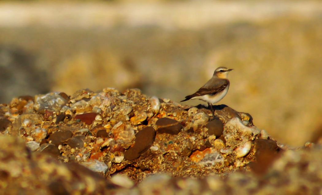 Northern Wheatear