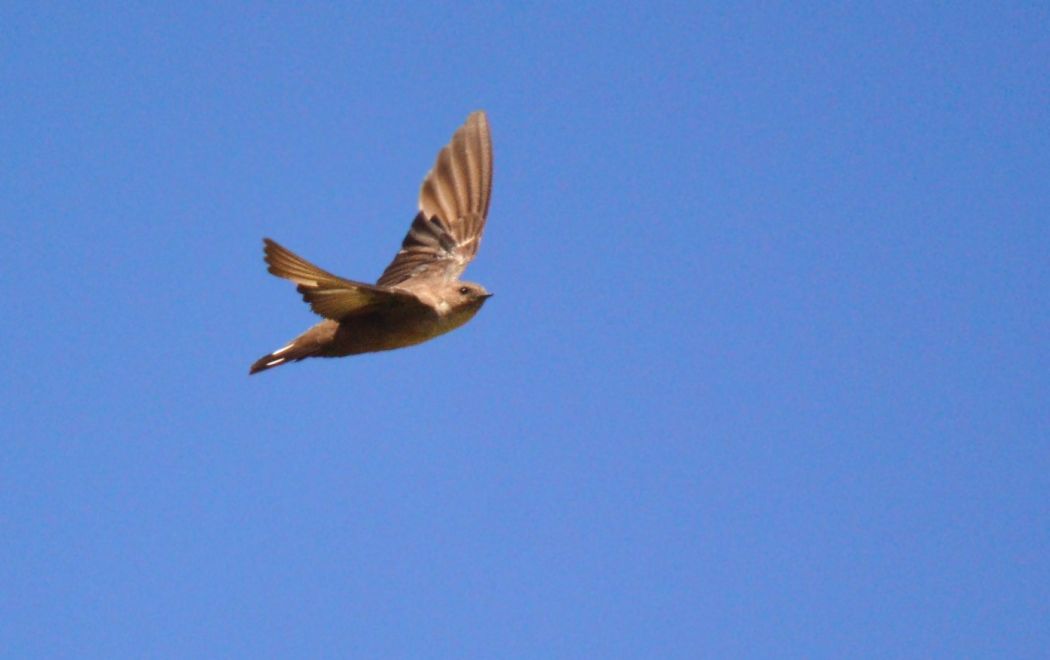 Eurasian Crag Martin