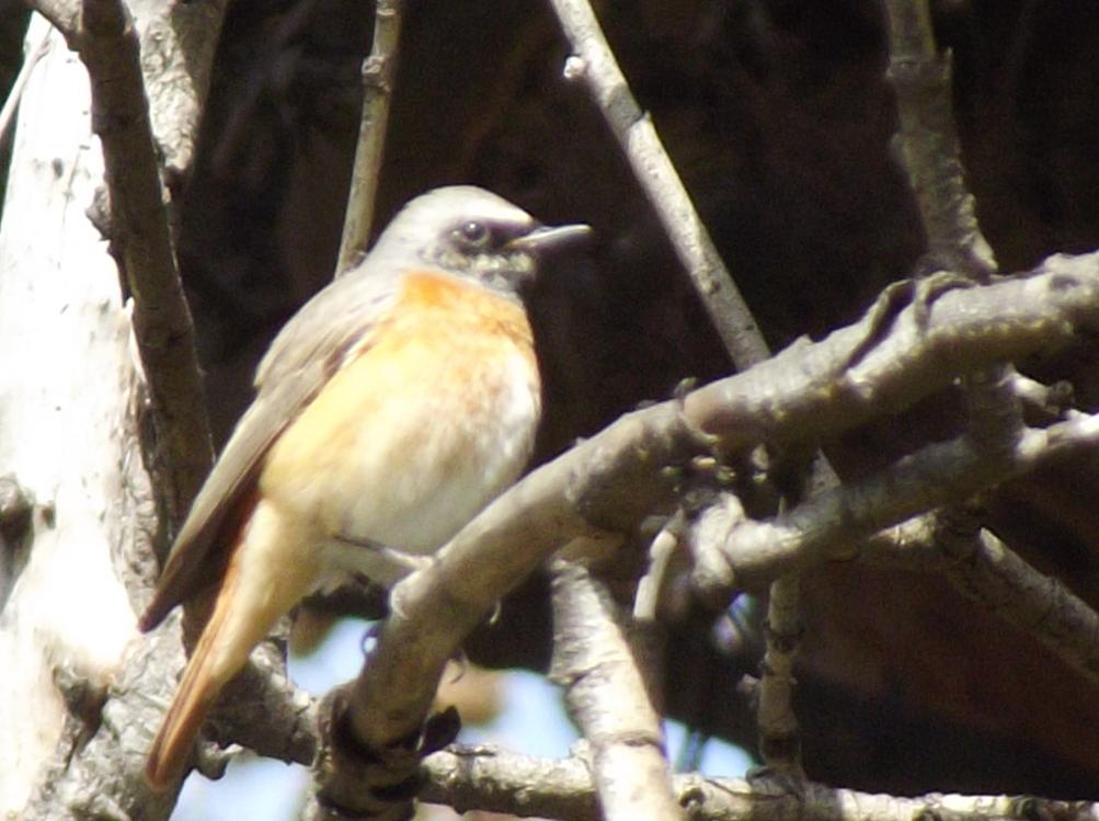 Common Redstart
