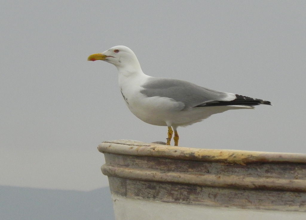 Yellow-legged Gull