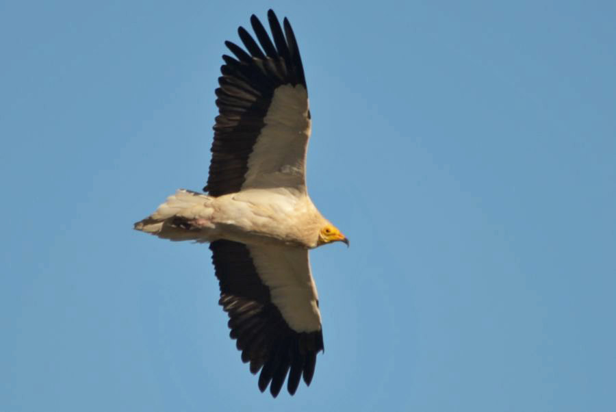 Egyptian Vulture
