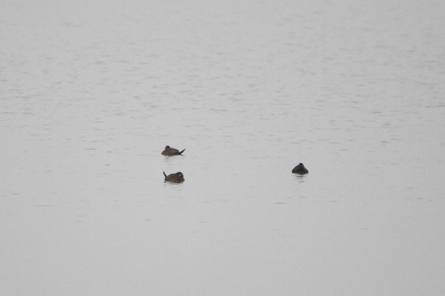 White-headed Duck