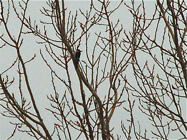 Syrian Woodpecker
