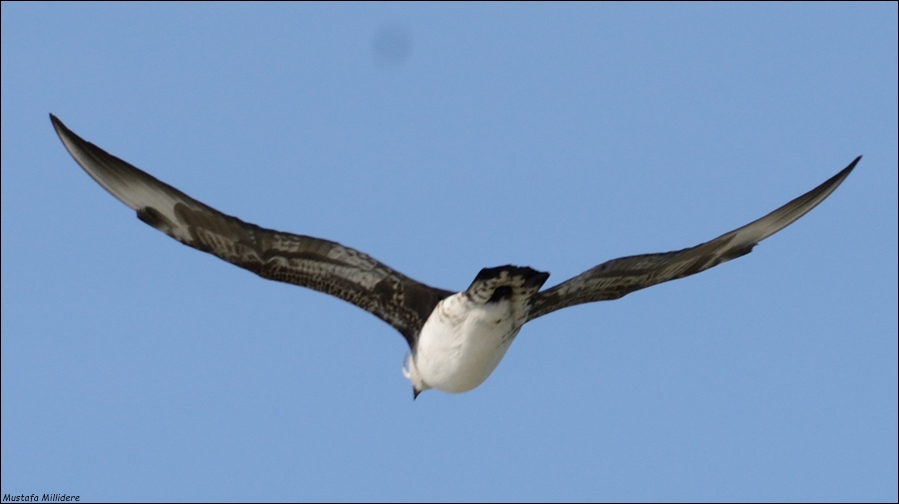 Pomarine Jaeger
