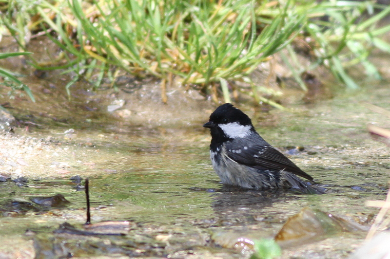 Coal Tit