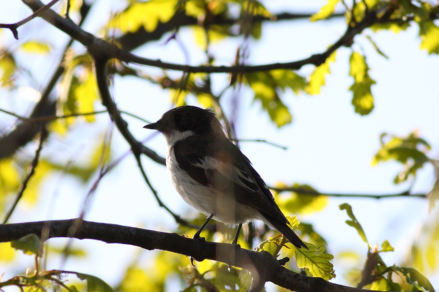 European Pied Flycatcher