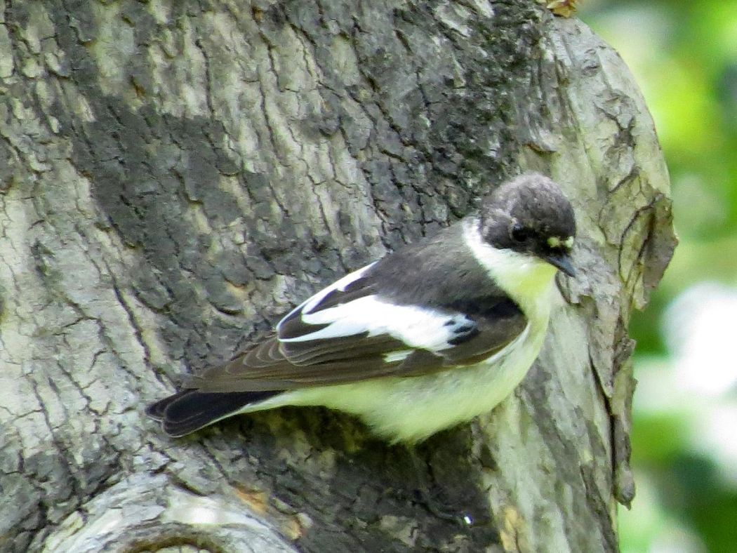European Pied Flycatcher