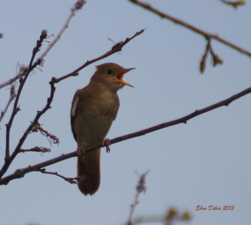 Common Nightingale