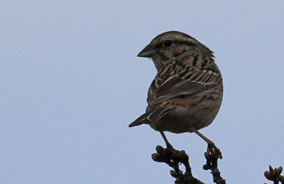 Rock Bunting
