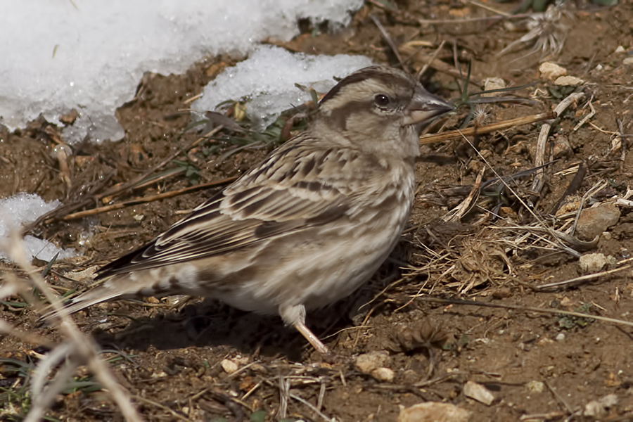 Rock Sparrow