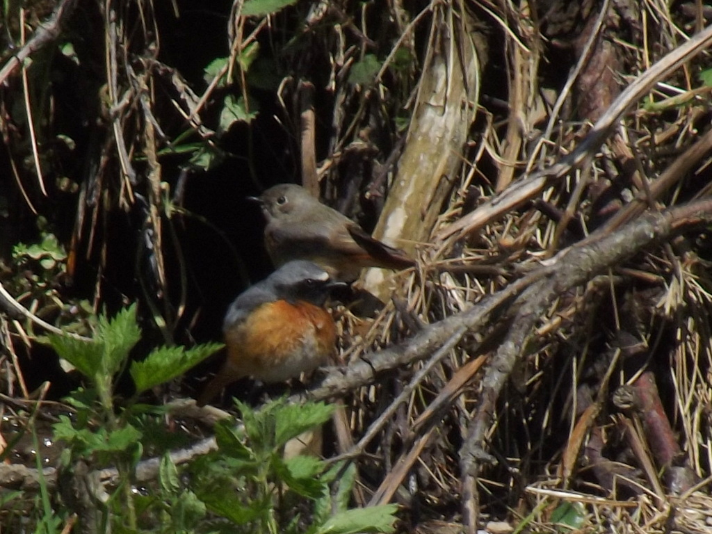 Common Redstart