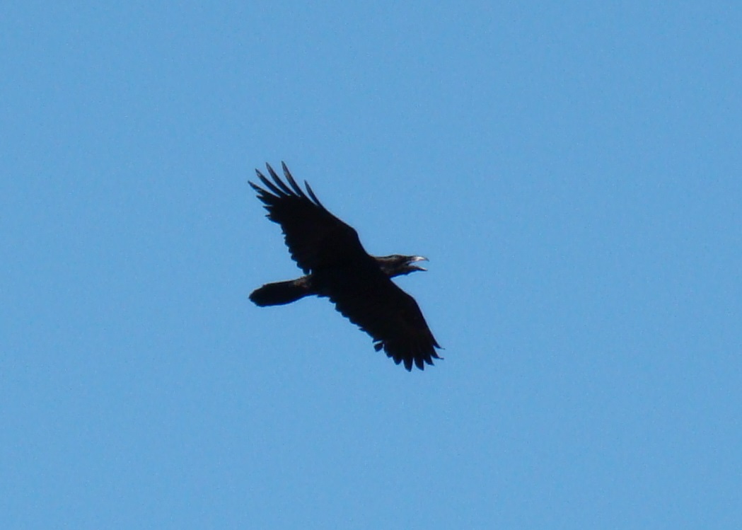 Northern Raven