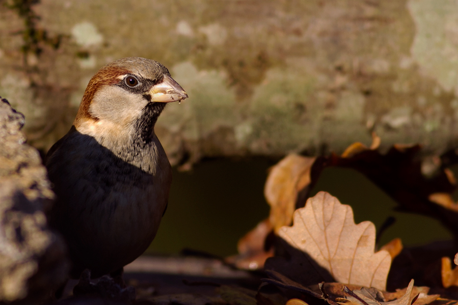 House Sparrow