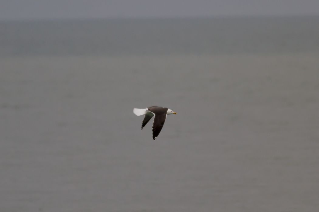 Lesser Black-backed Gull