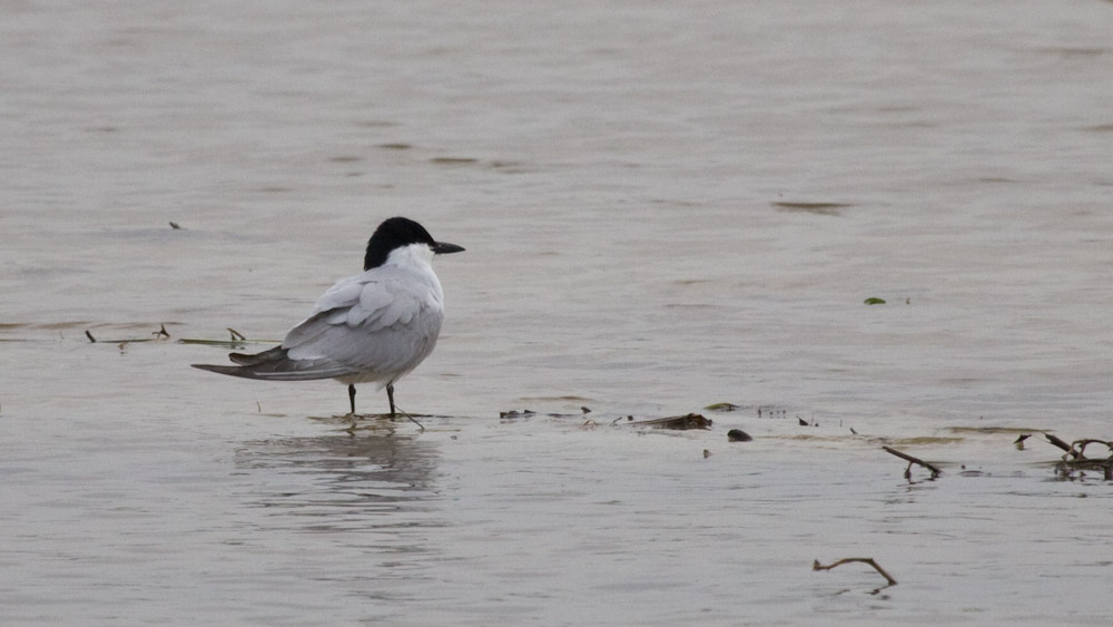 Gull-billed Tern