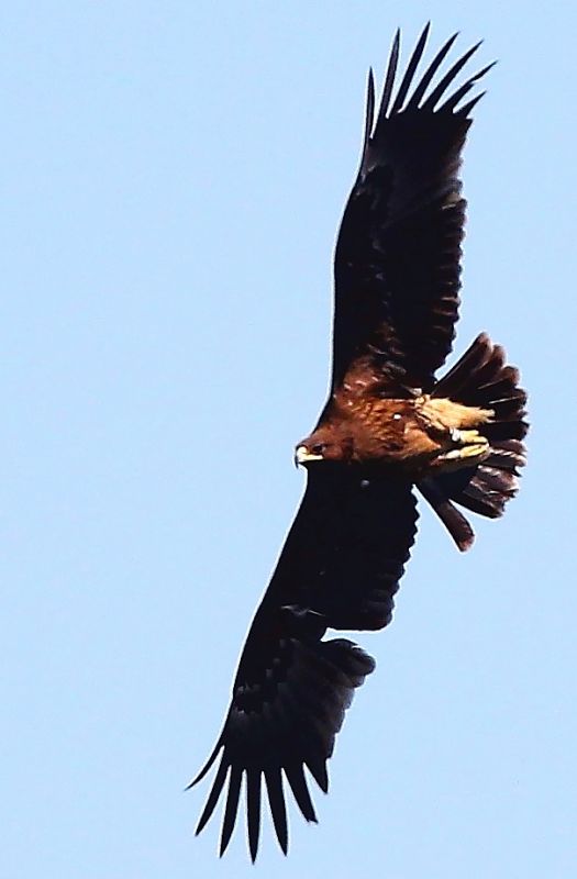 Greater Spotted Eagle