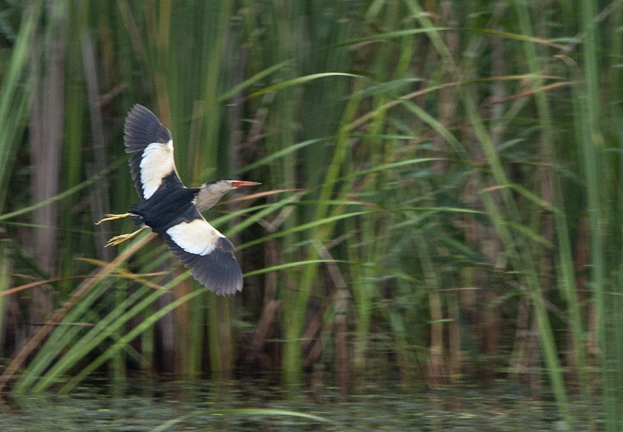 Little Bittern