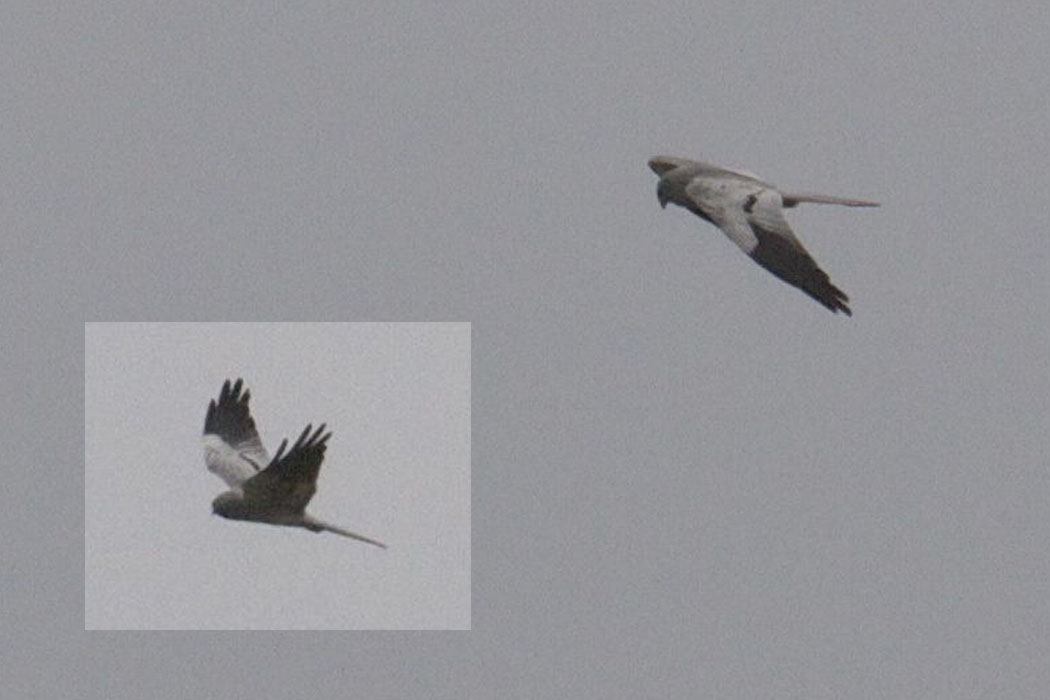 Montagu`s Harrier