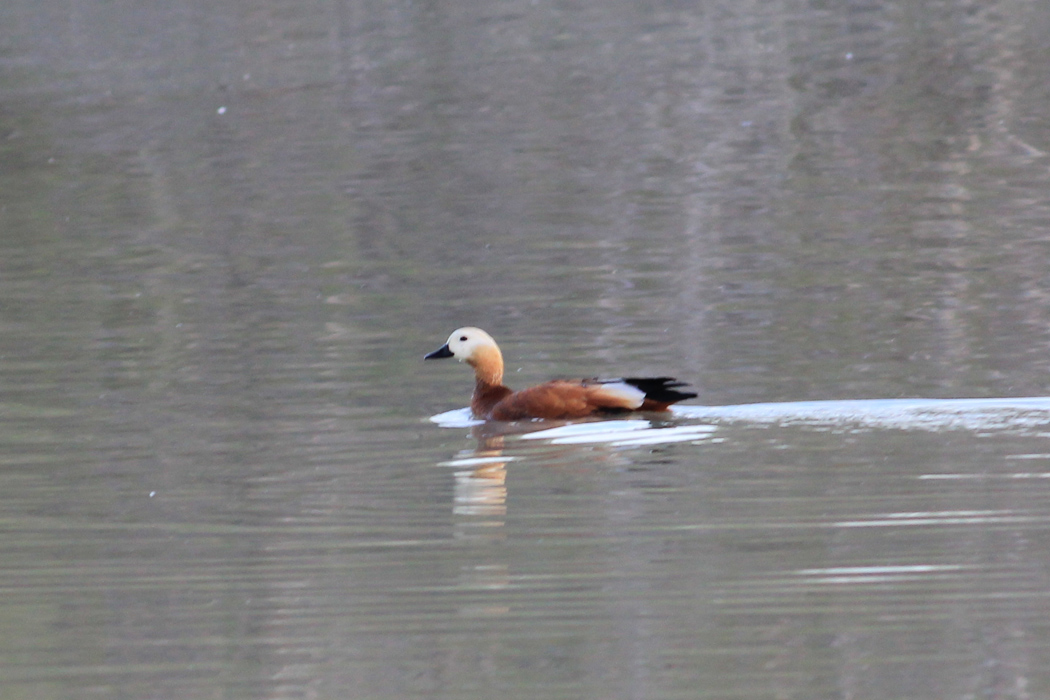 Ruddy Shelduck