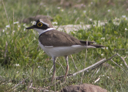 Little Ringed Plover