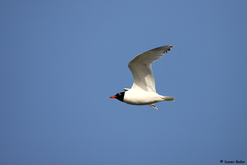 Mediterranean Gull