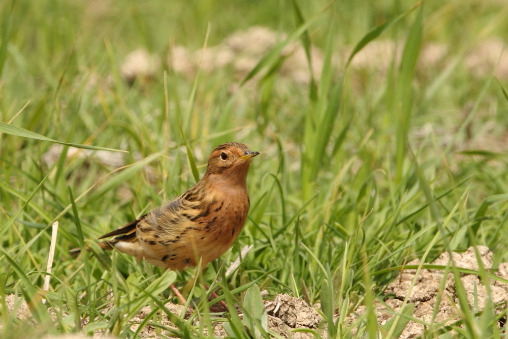 Red-throated Pipit