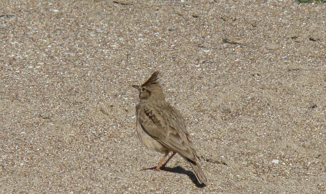 Tepeli Toygar