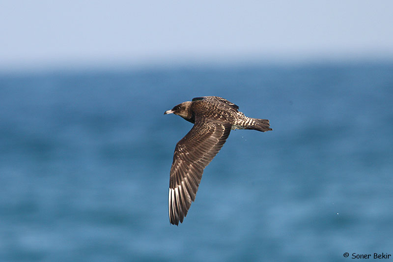Pomarine Jaeger