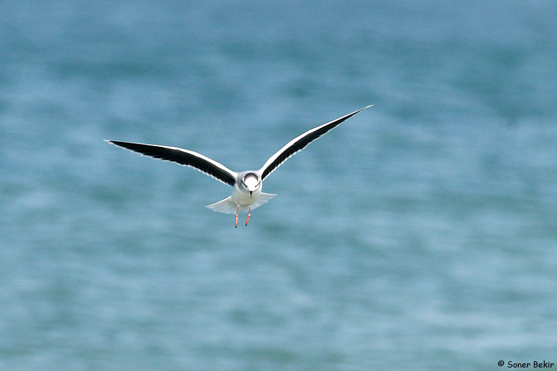 Little Gull