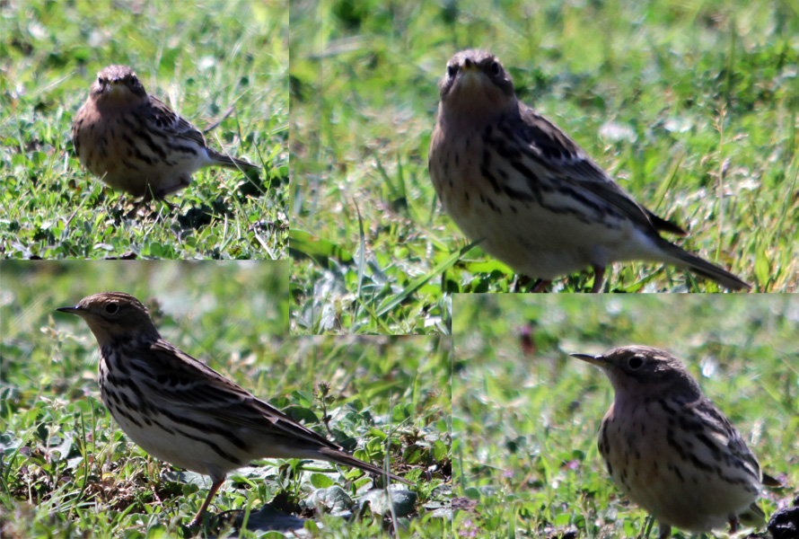 Red-throated Pipit
