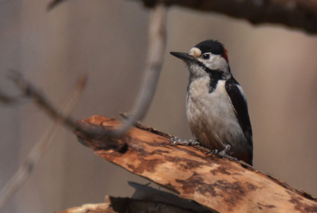 Syrian Woodpecker