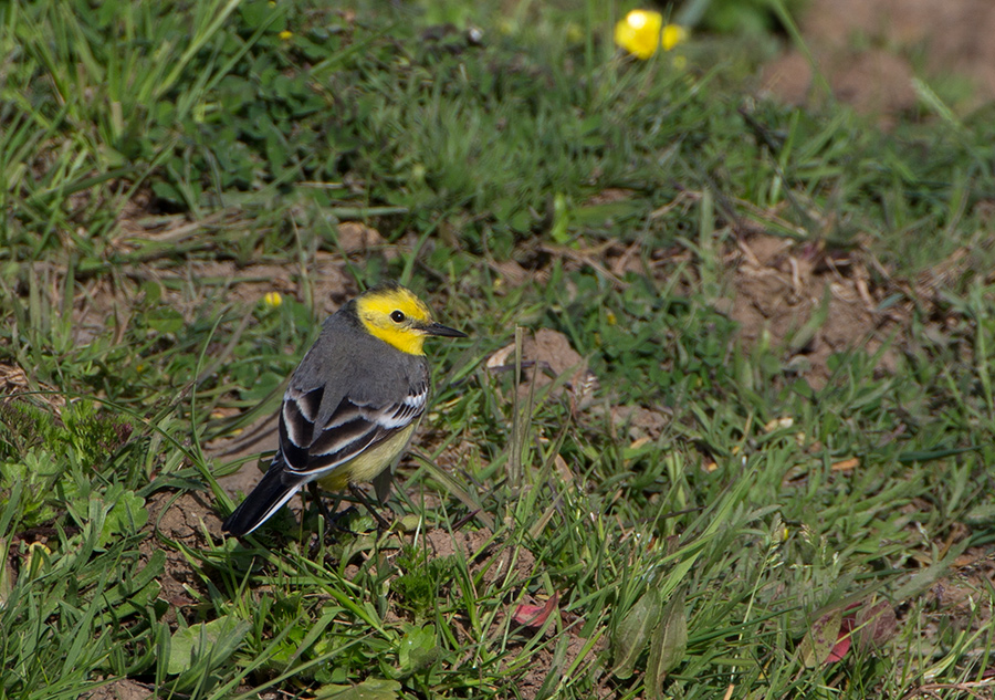 Citrine Wagtail