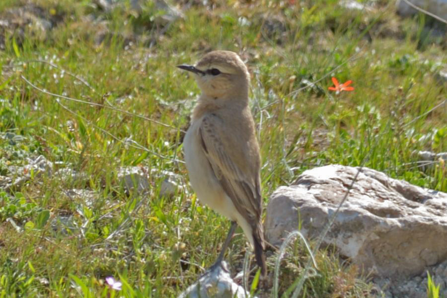 Isabelline Wheatear