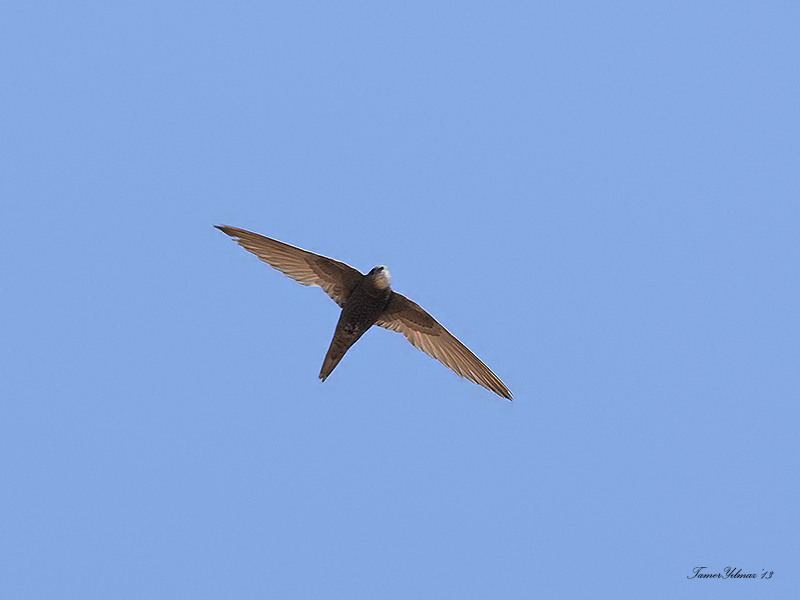 Pallid Swift