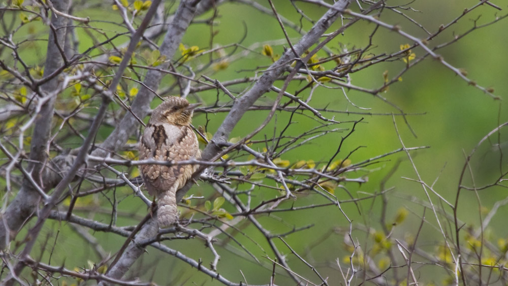 Eurasian Wryneck