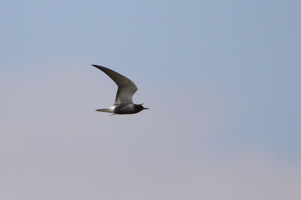 Black Tern