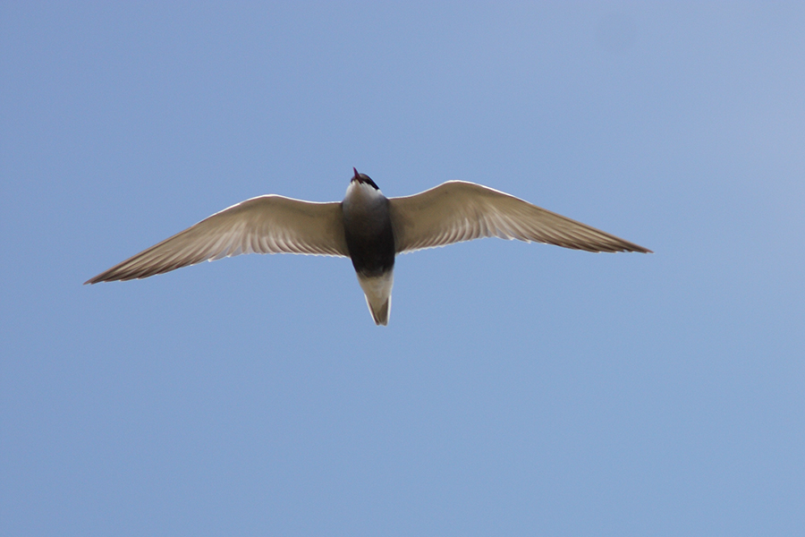 Whiskered Tern