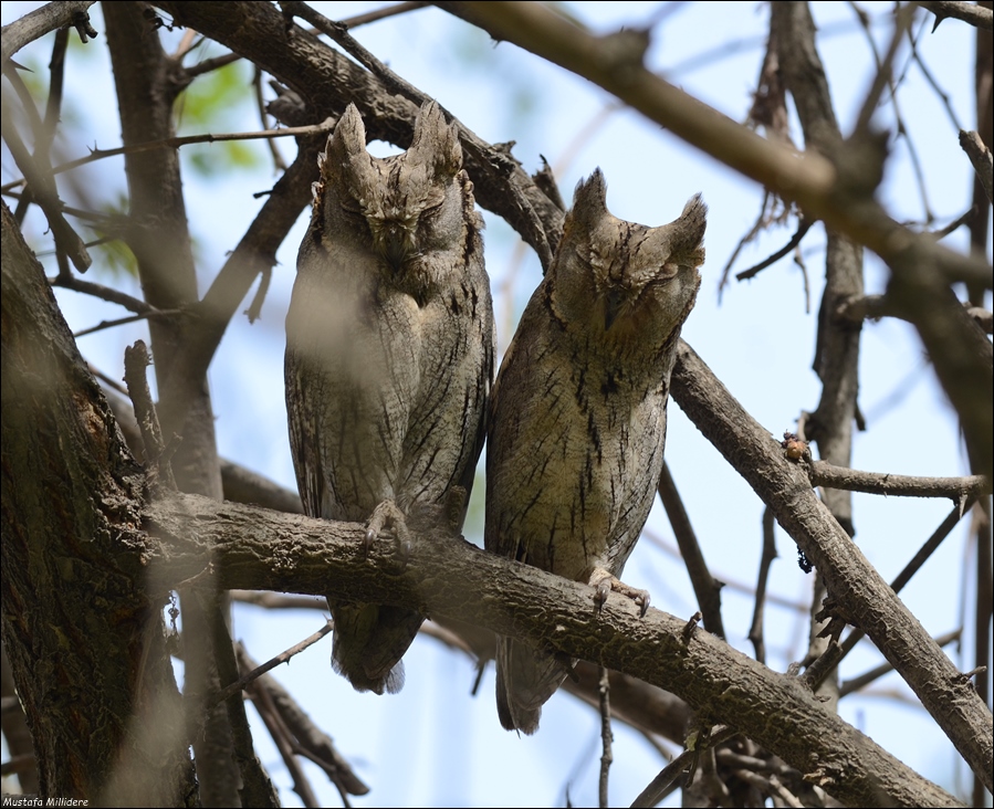 Pallid Scops Owl