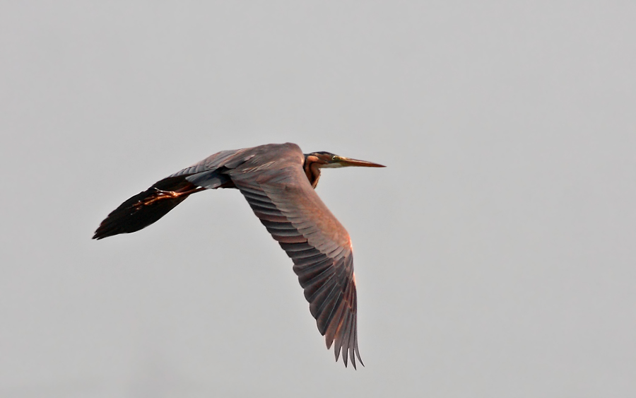 Purple Heron