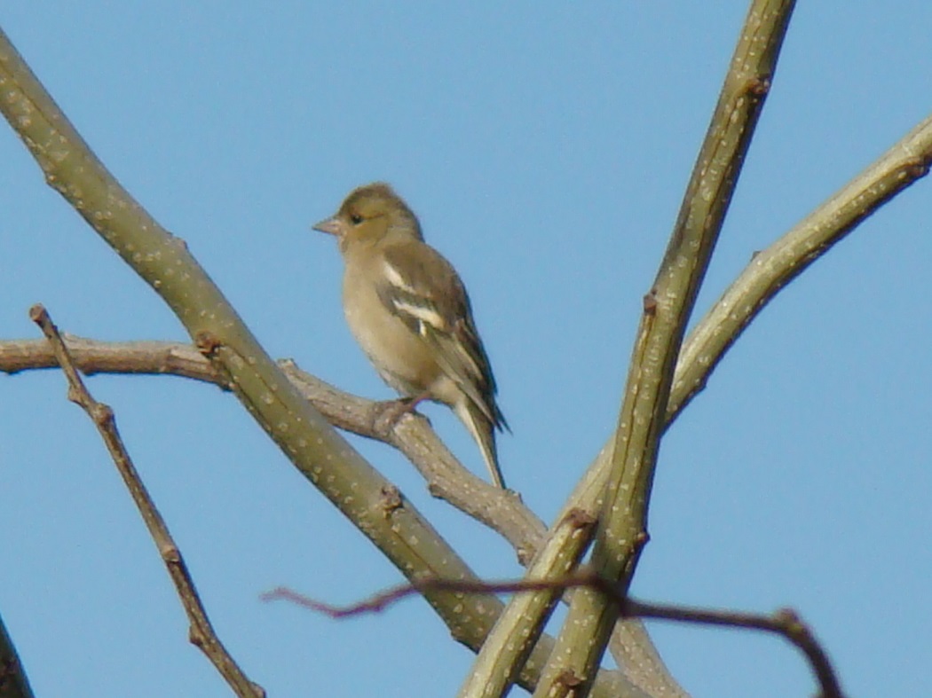 Eurasian Chaffinch