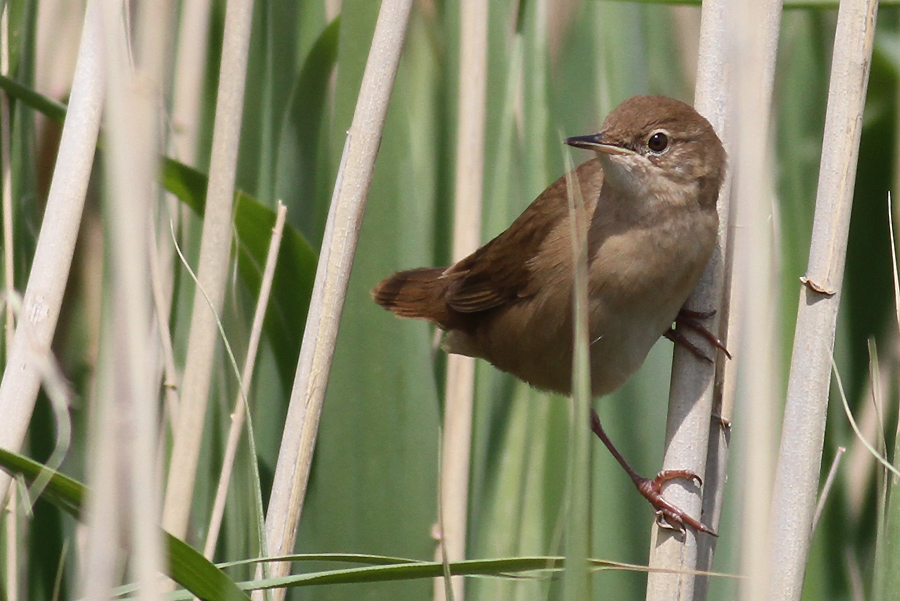 Savi`s Warbler