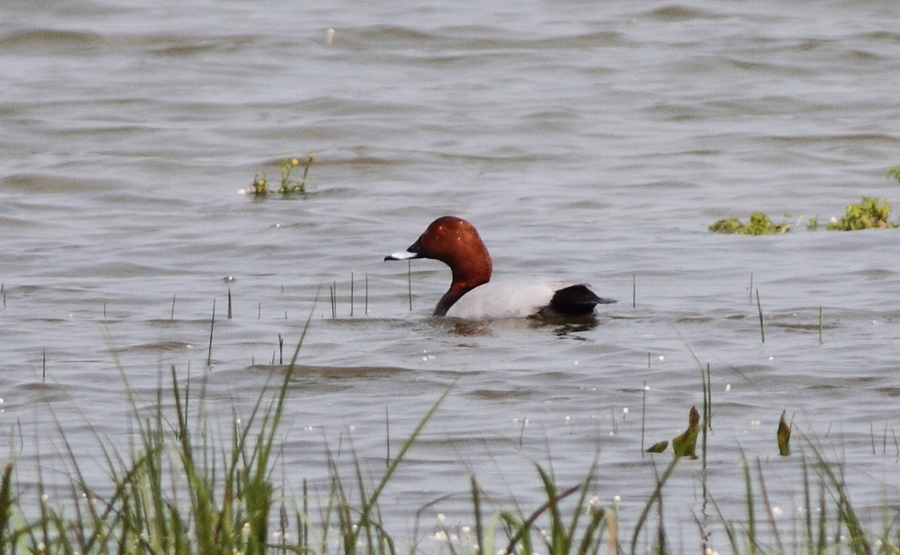 Common Pochard