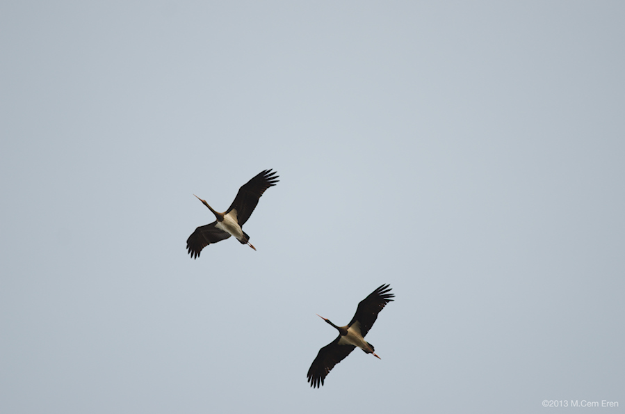 Black Stork