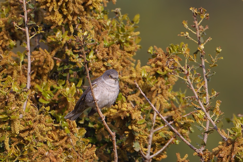 Barred Warbler