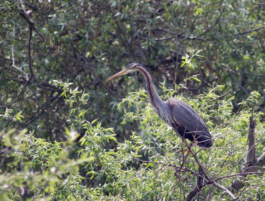 Purple Heron